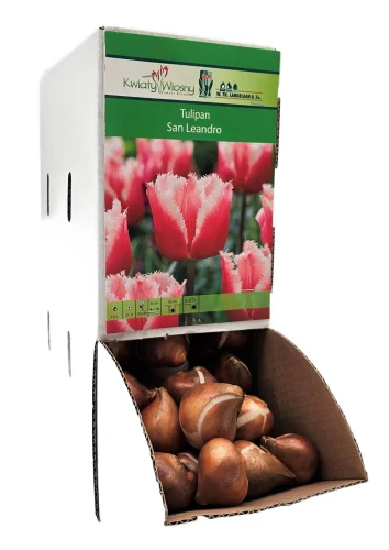 Tulipan SAN LEANDRO Cebulka 1 sztuka