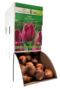 Tulipan SAN CHRISINA Cebulka 1 sztuka