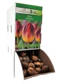 Tulipan AMBERGLOW Cebulka 1 sztuka
