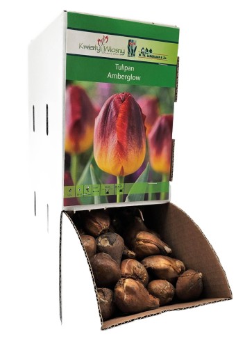 Tulipan AMBERGLOW Cebulka 1 sztuka