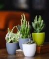 Doniczka ceramiczna MINI kaktusówka SZARA 7cm