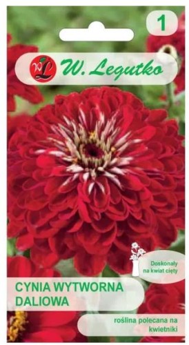 Cynia wytworna daliowa Scarlet Flame LEGUTKO