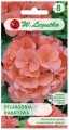 Pelargonia rabatowa Łososiowa LEGUTKO