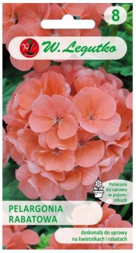 Pelargonia rabatowa Łososiowa LEGUTKO