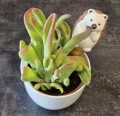 Dozownik ceramiczny do nawadniana JEŻYK mix kolorów