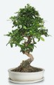 Doniczka ceramiczna BIAŁA matowa BONSAI z podstawką 40cm