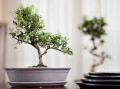 Doniczka ceramiczna BIAŁA matowa BONSAI z podstawką 40cm