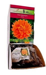 Dalia Dekoracyjna Motto bulwa 1 szt 100 cm