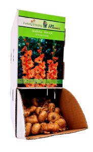 Mieczyk Princess Frizzle cebulka 1 szt