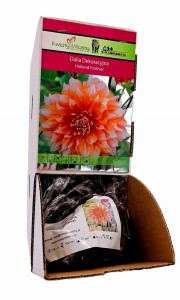 Dalia dekoracyjna Holland Festival bulwa 1 szt 100 cm