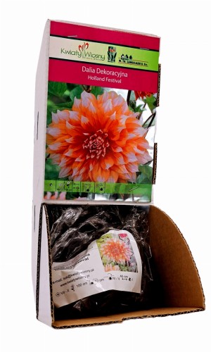 Dalia dekoracyjna Holland Festival bulwa 1 szt 100 cm