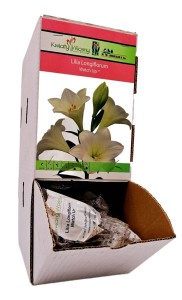 Lilia Watch Up bulwa 1 szt 120 cm 