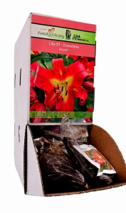 Lilia Drzewiasta Empoli bulwa 1 szt 120 cm 