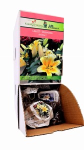 Lilia Drzewiasta Be Mine bulwa 1 szt 110 cm