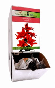 Lilia Azjatycka Caddy bulwa 1 szt 100 cm