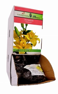 Lilia Azjatycka Crosscourt bulwa 1 szt 100 cm