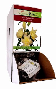 Lilia Pełnokwiatowa Roselily Ludwina bulwa 1 szt 110 cm 