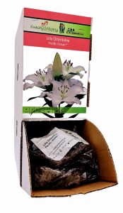 Lilia Orientalna Pacific Ocean bulwa 1 szt 110 cm