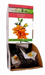 Lilia Azjatycka Dutch Design bulwa 1 szt 100 cm