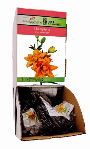 Lilia Azjatycka Dutch Design bulwa 1 szt 100 cm