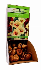 Mieczyk Bocelli cebulka 1 szt 100 cm 