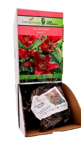 Lilia Orientalna Bacardi bulwa 1 szt 110 cm