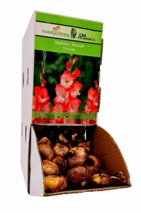 Mieczyk Pink Lady cebulka 1 szt 100 cm 