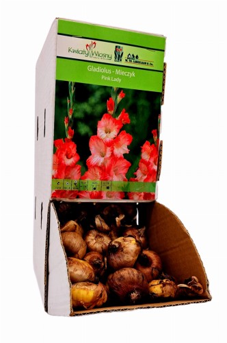 Mieczyk Pink Lady cebulka 1 szt 100 cm 