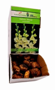 Mieczyk Lemon Frizzle cebulka 1 szt 100 cm 