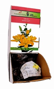 Lilia LA Beverly Gold bulwa 1 szt 100 cm