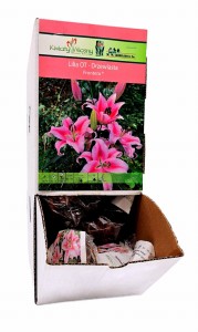 Lilia Drzewiasta Frontera bulwa 1 szt 110 cm 