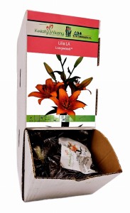 Lilia LA Longwood bulwa 1 szt 110 cm 