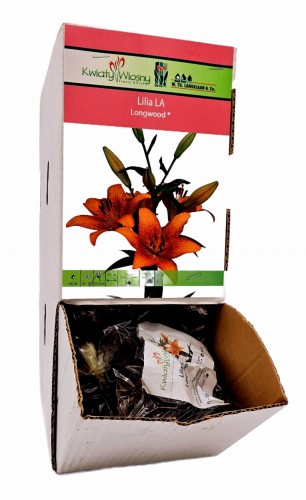 Lilia LA Longwood bulwa 1 szt 110 cm 