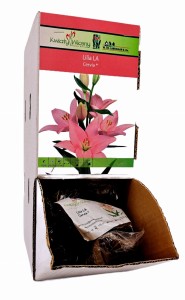 Lilia LA Cervia bulwa 1 szt 110 cm