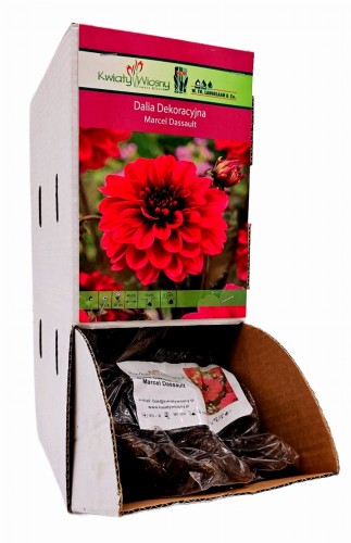 Dalia Dekoracyjna Marcel Dassault bulwa 1 szt 90 cm