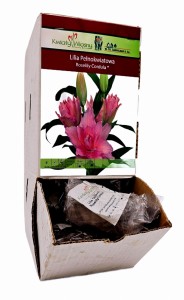 Lilia Pełnokwiatowa Roselily Cordula bulwa 1 szt 110 cm