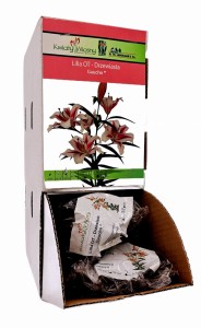 Lilia OT Drzewiasta Gaucho bulwa 1 szt 120 cm 