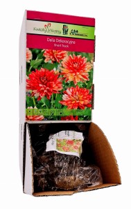 Dalia Dekoracyjna Short Track bulwa 1 szt 55 cm