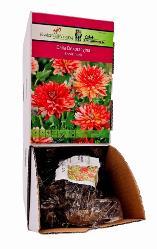 Dalia Dekoracyjna Short Track bulwa 1 szt 55 cm
