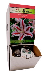 Lilia Orientalna Dizzy bulwa 1 szt 110 cm