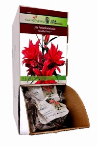 Lilia Pełnokwiatowa Roselily Elena bulwa 1 szt 110 cm 