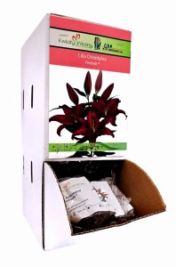 Lilia Orientalna Firebolt bulwa 1 szt 100 cm