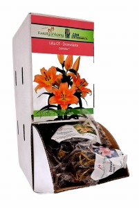 Lilia OT Drzewiasta Zelmira bulwa 1 szt 110 cm 