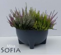 Doniczka Misa plastikowa SOFIA na nóżkach 30cm CZARNA