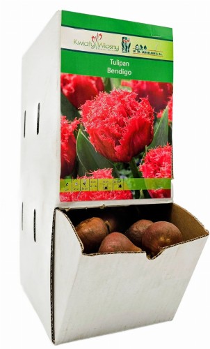 Tulipan BENDIGO cebulka 1szt