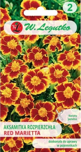 Aksamitka rozpierzchła Red Marietta LEGUTKO
