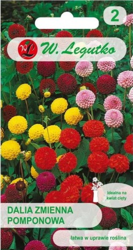 Dalia zmienna pomponowa Mix kolorów LEGUTKO