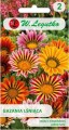 Gazania Mix kolorów LEGUTKO
