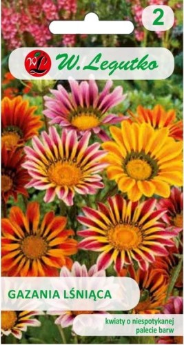 Gazania Mix kolorów LEGUTKO