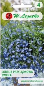 Lobelia zwisła Niebieska LEGUTKO